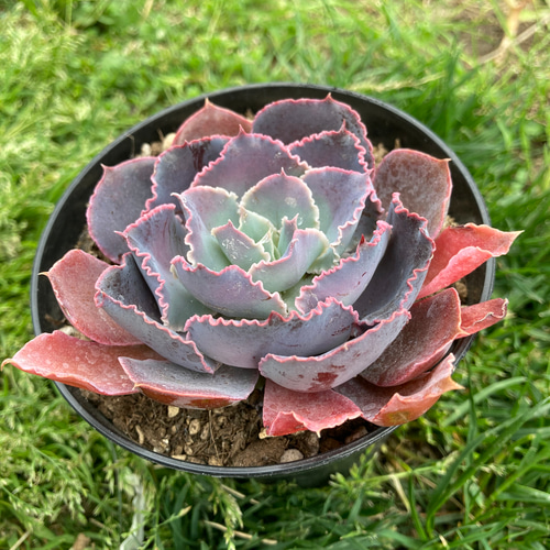 sold多肉植物 ネオンブレーカーズ エケベリア 大きな苗 抜き苗 根張り