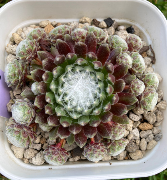 センペルビウム モナリザ 抜き苗 根張り良好 紅葉中 多肉植物 その他 