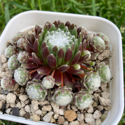 センペルビウム モナリザ 抜き苗 根張り良好 紅葉中 多肉植物 その他 