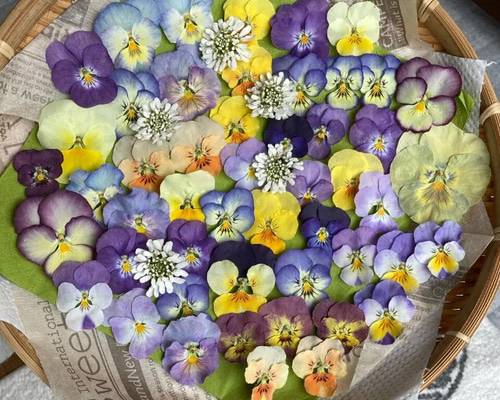 ハンドメイド　ビオラ ドライフラワー ビオラ色とりどり ハンドメイド 素材 イベリス その他