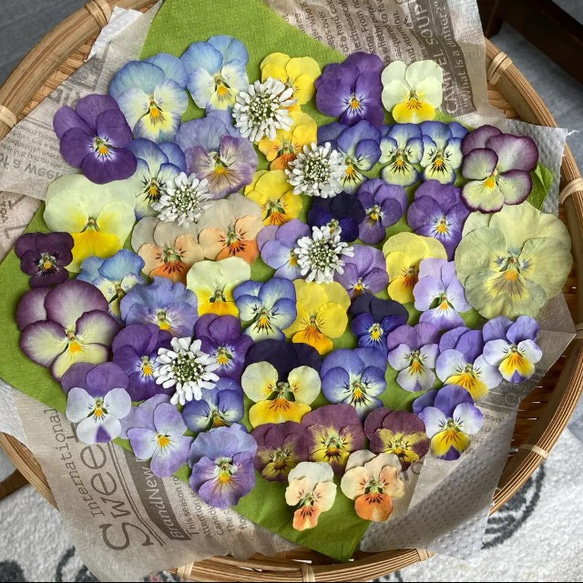 ドライフラワー ビオラ色とりどり ハンドメイド 素材 イベリス その他