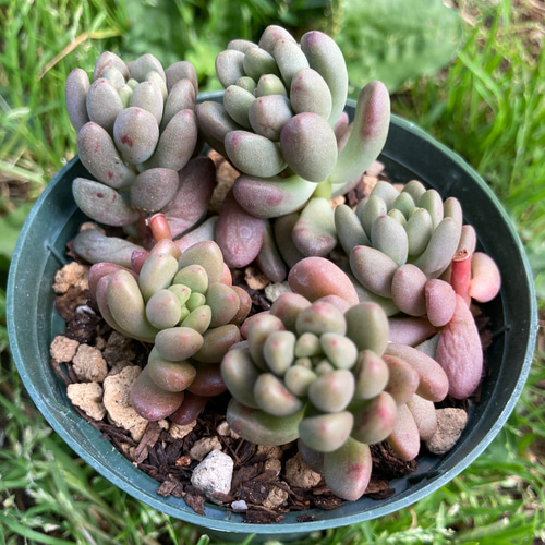 多肉植物♡ジェットバース 抜き苗 （sold多肉植物 ジェットバース 