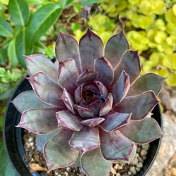 1_1651f1adeda4f02e296dd7444fbe