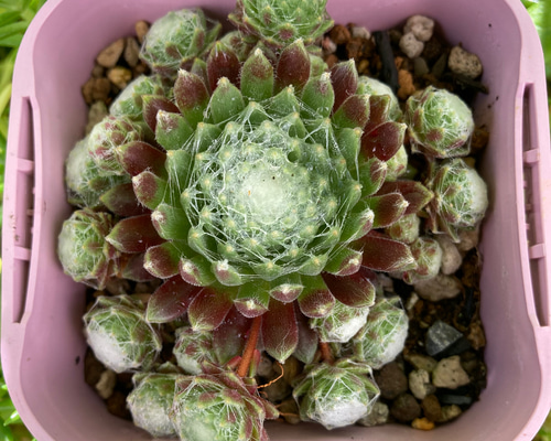 センペルビウム モナリザ 抜き苗 根張り良好 紅葉中 多肉植物 その他