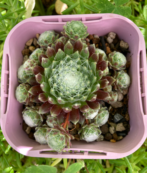 若葉様専用 赤系名無し センペルビウム 多肉植物 抜き苗 根付き 【公式