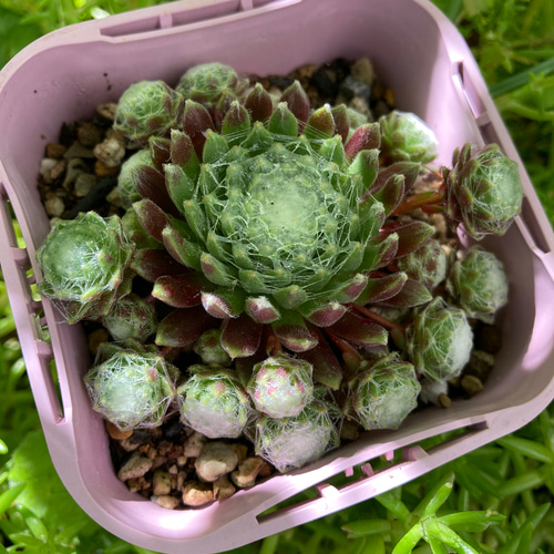 センペルビウム モナリザ 抜き苗 根張り良好 紅葉中 多肉植物 その他