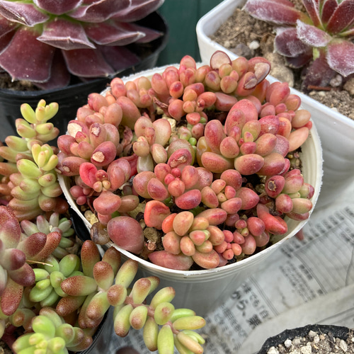 sold多肉植物 ジェットバース カット苗 セダム 7苗 その他 sold多肉植物 ジェットバース カット苗 セダム 7苗 その他