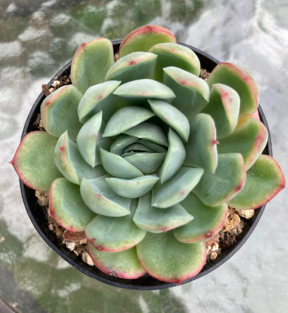 多肉植物 花月夜 抜き苗 エケベリア 【公式通販】