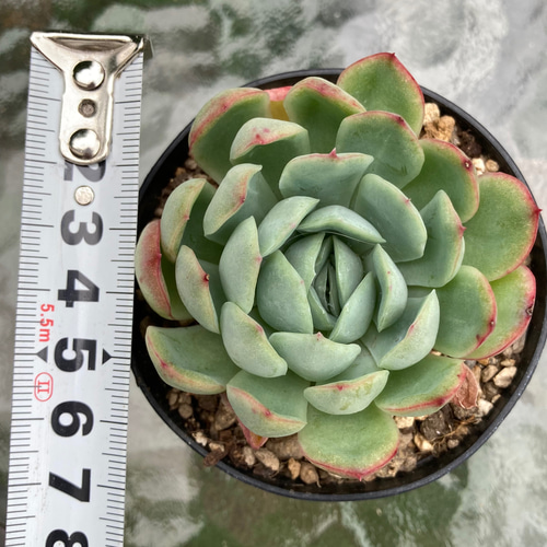 花月夜 エケベリア 抜き苗 多肉植物 その他インテリア雑貨 galleryk's