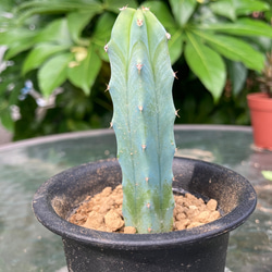 sold多肉植物　多肉植物　竜神木　サボテン　抜き苗　ミルチロカクタス 2枚目の画像