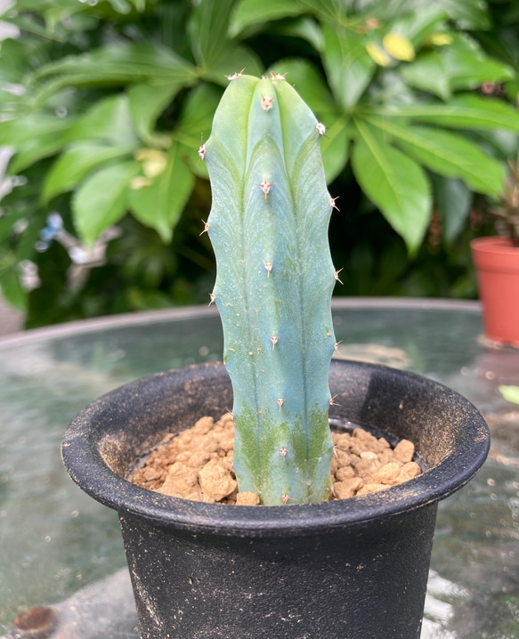 sold多肉植物　多肉植物　竜神木　サボテン　抜き苗　ミルチロカクタス 2枚目の画像