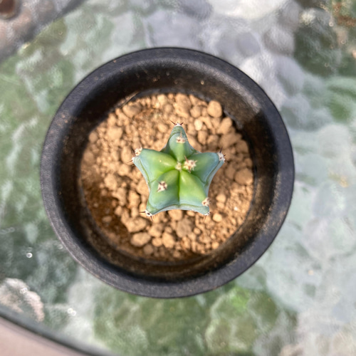 sold多肉植物 多肉植物 竜神木 サボテン 抜き苗 ミルチロカクタス