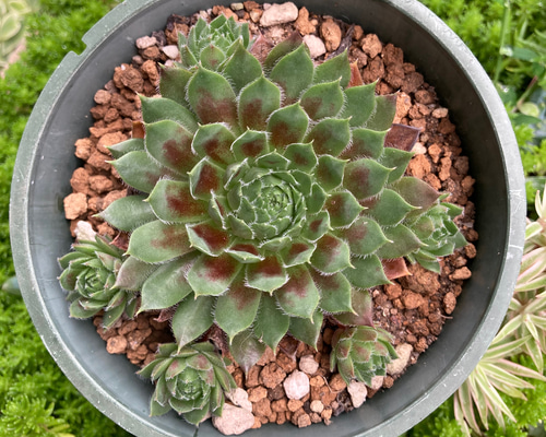 センペルビウム レグニ 抜き苗 根張り良好 紅葉中 多肉植物