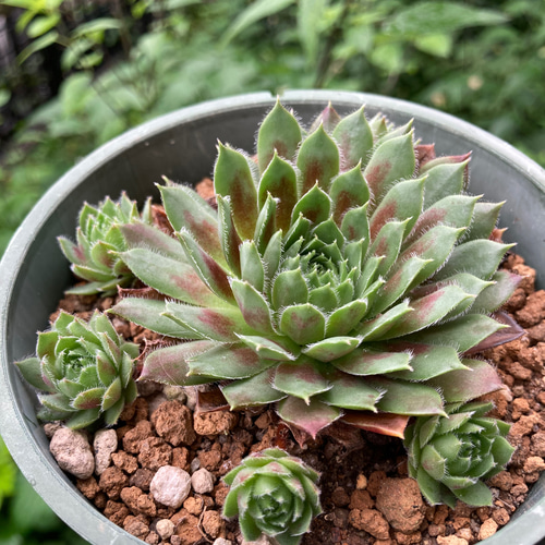 センペルビウム レグニ 抜き苗 根張り良好 紅葉中 多肉植物 その他