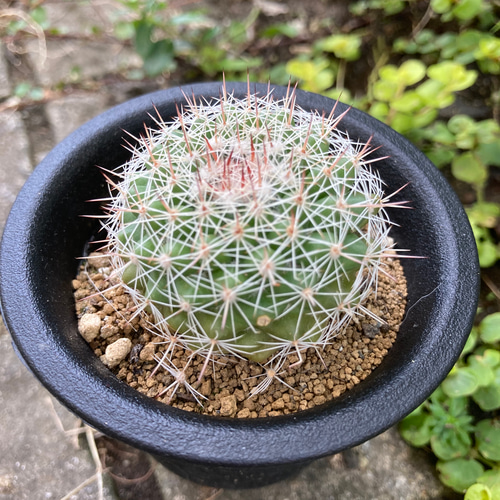 soldマミラリア 桃花丸 多肉植物 多肉植物 竜神木 サボテン 鉢こと発送 