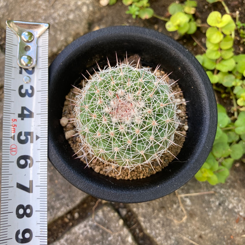 soldマミラリア 桃花丸 多肉植物 多肉植物 竜神木 サボテン 鉢こと発送 