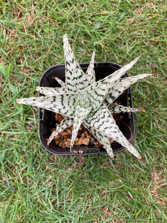 多肉植物 アロエ ブリザード サボテン 抜き苗 多肉 その他インテリア