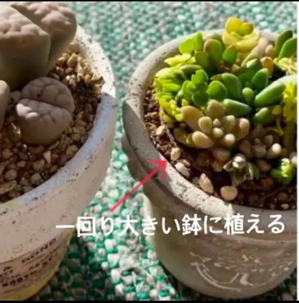 sold多肉アレンジ　寄せ植え　ポットごと　そのまま飾りながらお育て　m 5枚目の画像