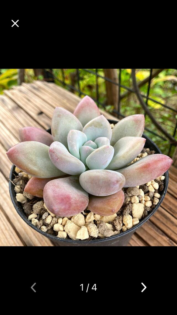 多肉植物　特別価格　オパリナ錦ホワイトピンク覆輪斑　抜き苗 3eb25be287ec1fb736e0c090a3cfff