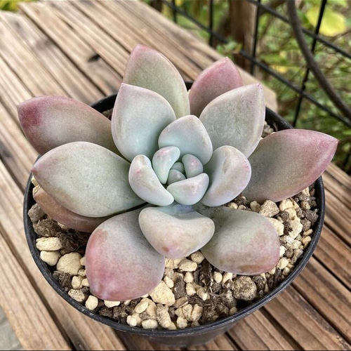 多肉植物　特別価格　オパリナ錦ホワイトピンク覆輪斑　抜き苗 3eb25be287ec1fb736e0c090a3cfff