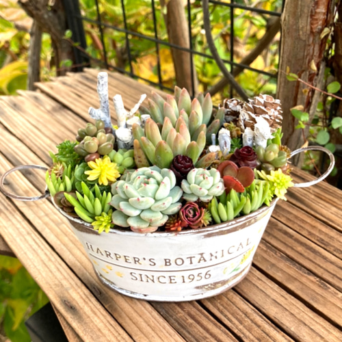 sold多肉植物アレンジ 寄せ植え 鉢ごと トンド おうちプレゼント sold多肉植物アレンジ 寄せ植え 鉢ごと トンド おうちプレゼント