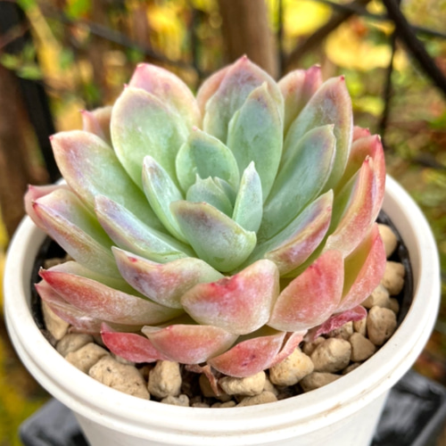 多肉植物　韓国苗　ラズベリーアイス 多肉植物韓国苗ラズベリーアイス