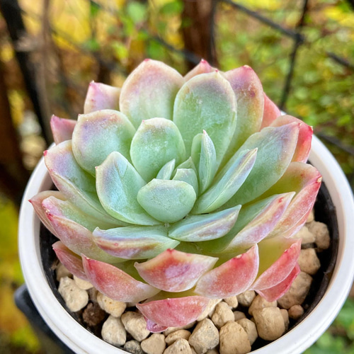 多肉植物 抜き苗 ラズベリーアイス＆ハオルチア 多肉植物 抜き苗