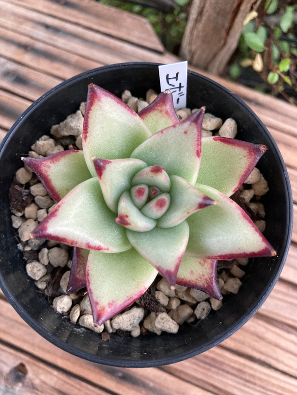 多肉植物エボニー韓国苗