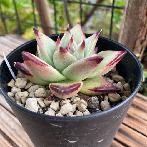 多肉植物エボニー韓国苗