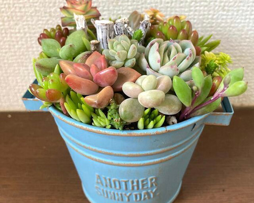 ❤️専用❤️多肉植物❤️そのまま飾れる寄せ植え~❤️❤️