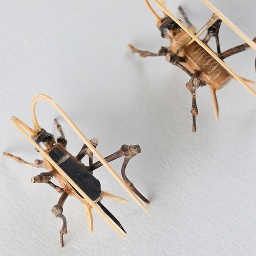 竹で作った虫 鈴虫オス・メス（セット）竹細工 【送料無料】 その他