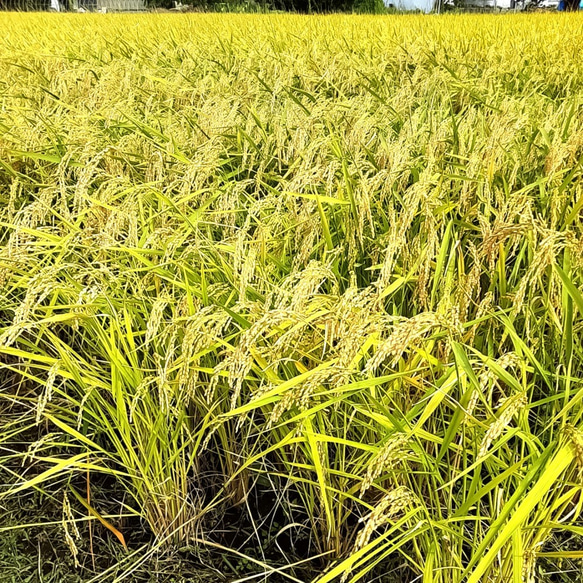 令和3年産 新米20kg お米をおかずに食べるお米！秋田県産あきたこまち 4枚目の画像