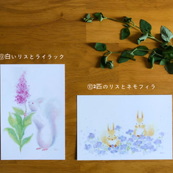 リスとお花のポストカード 4枚目の画像