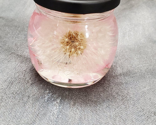 ふわふわ綿毛のたんぽぽハーバリウム(ピンク) ハーバリウム・植物標本