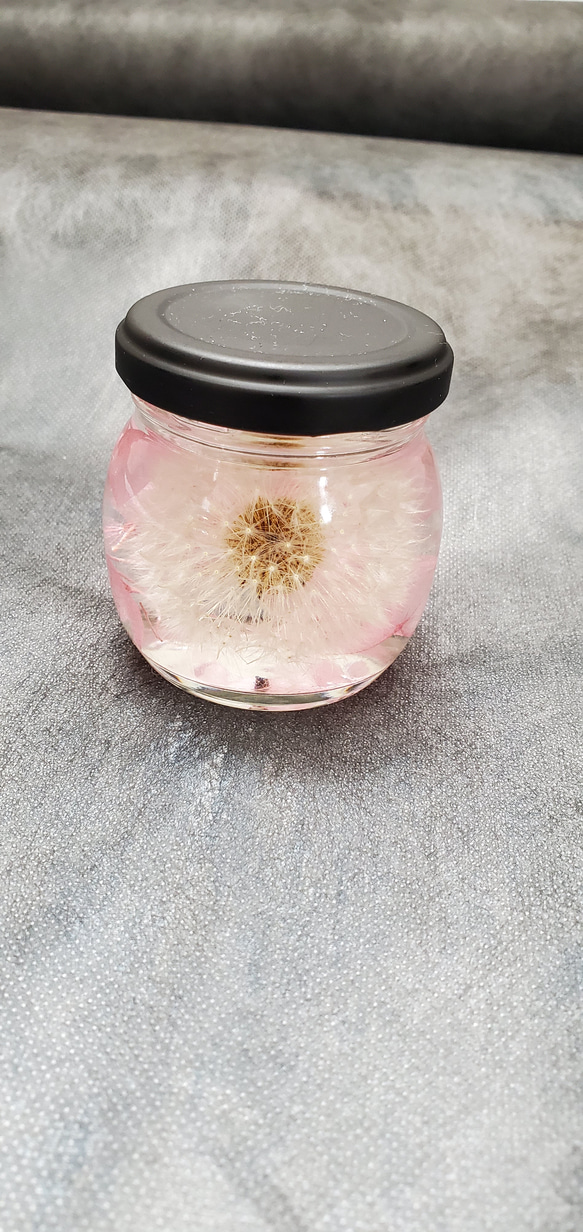 ふわふわ綿毛のたんぽぽハーバリウム(ピンク) 1枚目の画像