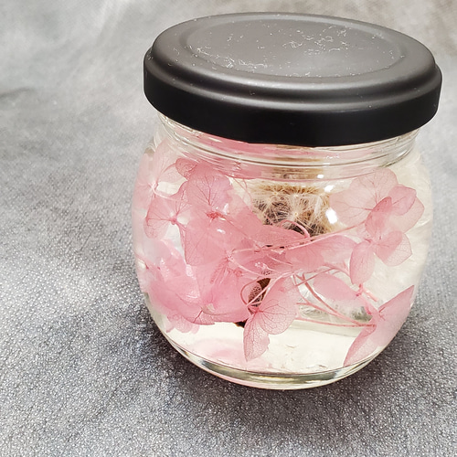 ふわふわ綿毛のたんぽぽハーバリウム(ピンク) ハーバリウム・植物標本