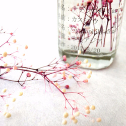 植物ノ瓶詰メ標本collection（ハーバリウム）　ミニカスミソウ　ホワイト＆ピンク 2枚目の画像