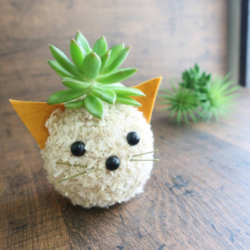 多肉】モスビーアニマルシリーズ ねこちゃん＜Mサイズ＞ 多肉