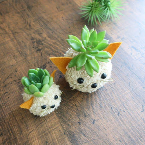 多肉】モスビーアニマルシリーズ ねこちゃん＜Mサイズ＞ 多肉