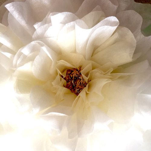 花＊花ページ Amazon.co.jp: