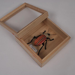 昆虫オブジェ　insectum　オサムシ 7枚目の画像
