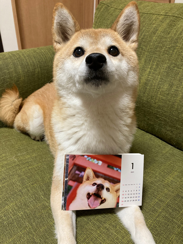 柴犬ひより　2021年カレンダー 6枚目の画像