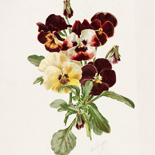 NO.29】パンジーの花ボタニカルフラワーアートポスター☆リビング