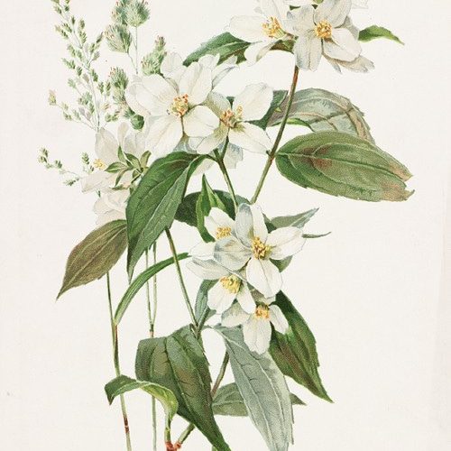 ヴィンテージ和モダン朴の木フランラロクボタニカルシノワズリポスター