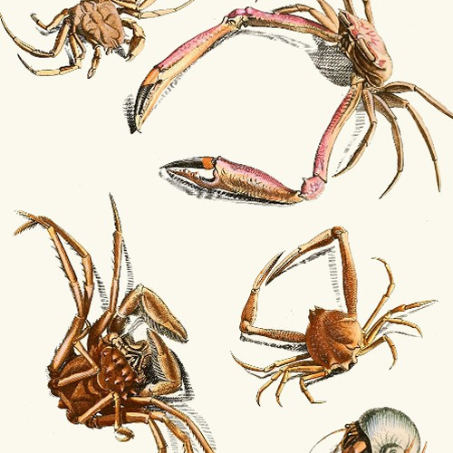 絵 絵画 水墨画 蟹 カニ 動物 心鏡 プレゼント パーティー き