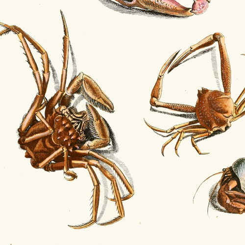 絵 絵画 水墨画 蟹 カニ 動物 心鏡 プレゼント パーティー 熱っぽく