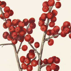【NO.198】赤色のウィンターベリーアートポスター☆木の実ボタニカルフラワーナチュラルインテリア植物クリスマス★A4 3枚目の画像
