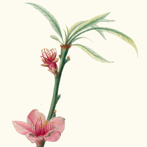 NO.203】桃の花フラワーアートポスター☆ピンク色の花イラスト