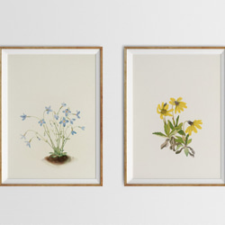 【NO.207】アルニカの花フラワーイラストアートポスター☆黄色の花★ボタニカルナチュラルインテリア植物アンティーク上品 6枚目の画像