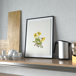 【NO.207】アルニカの花フラワーイラストアートポスター☆黄色の花★ボタニカルナチュラルインテリア植物アンティーク上品 1枚目の画像